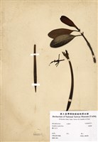 藏品(茄藤樹)的圖片